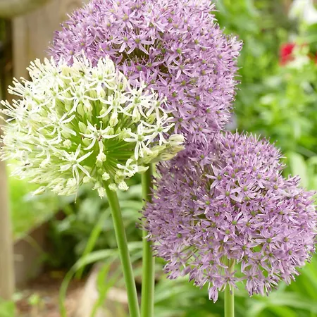 Hotel Gourmet-hotel Gruenwald Leogang